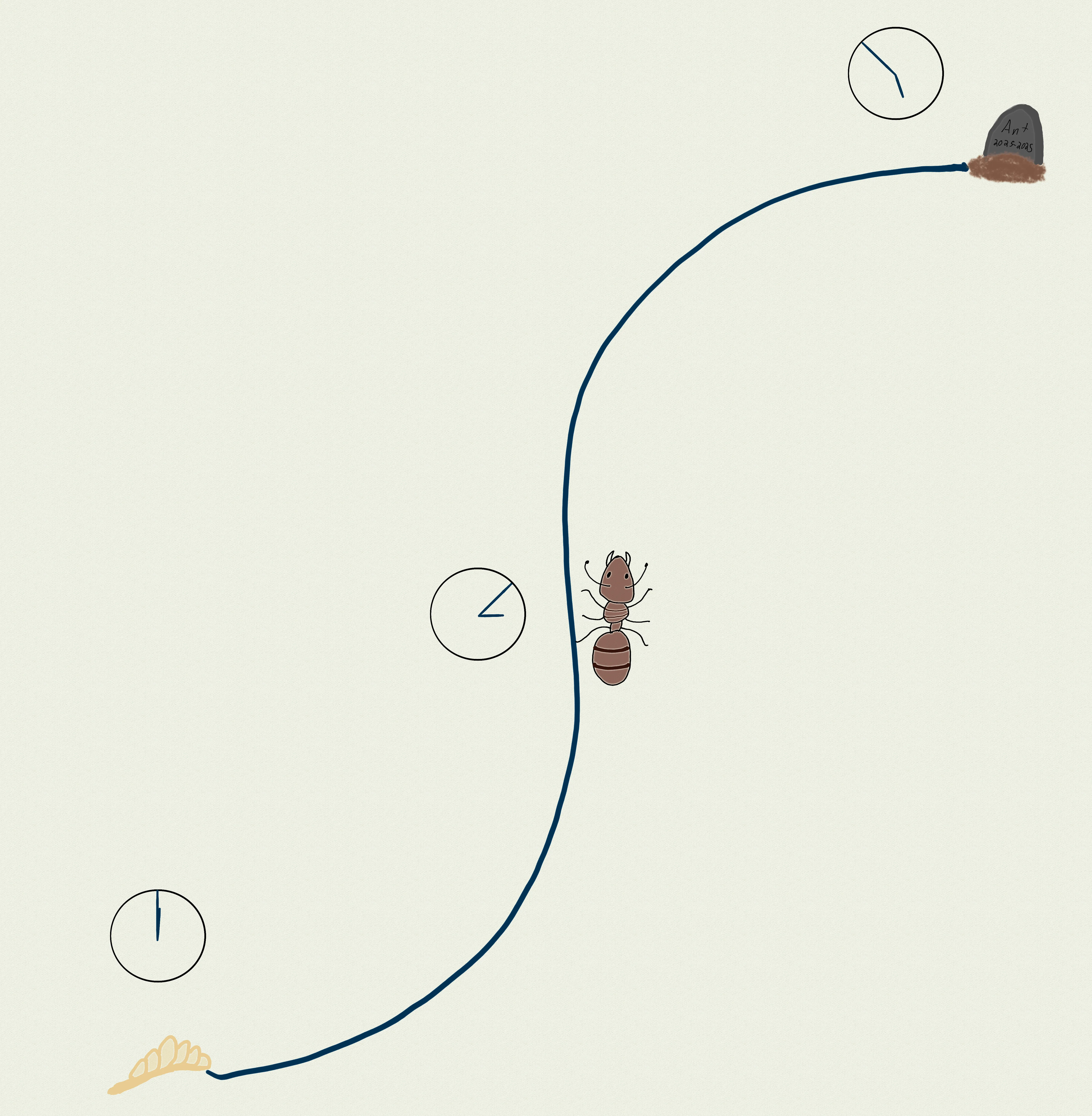 The life of an ant.